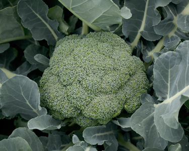 Green Magic Hybrid Broccoli Seeds